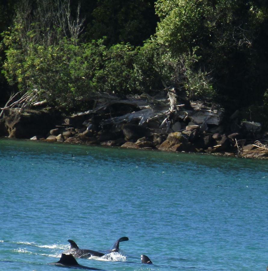 Anchorage Motel Whitianga Dış mekan fotoğraf